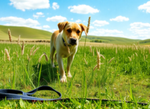 come proteggere cani e gatti dai forasacchi python 1755611810