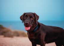 petstory gps per cani