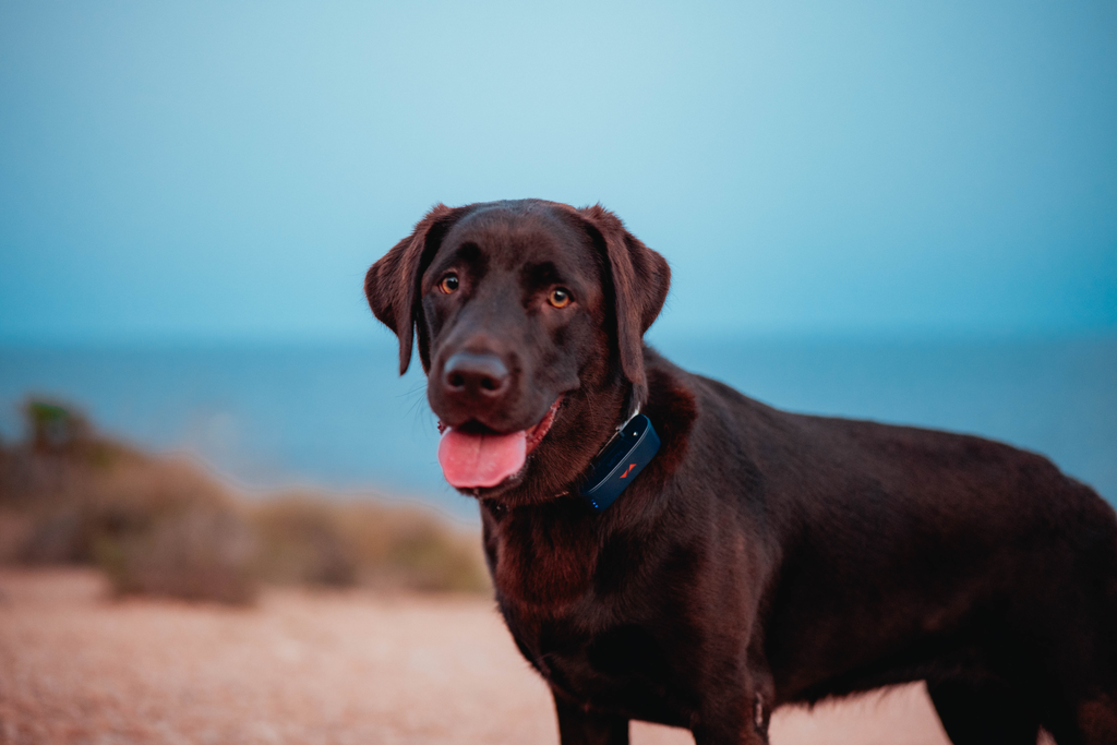 petstory gps per cani