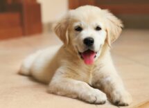 comportamento cane cucciolo golden