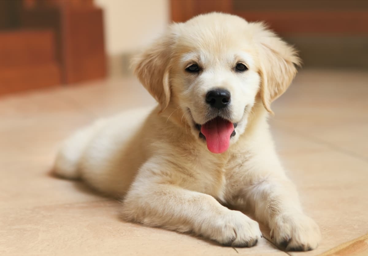 comportamento cane cucciolo golden