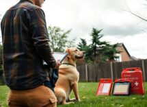 perche ogni proprietario di animali domestici dovrebbe avere un piano di emergenza python 1758575443