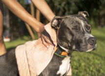 riconoscere vermi cani