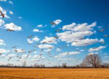 osservazione della migrazione delle gru in italia guida da ottobre a dicembre 1764436731