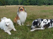 libri per l addestramento del cane