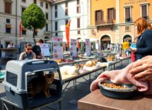 come partecipare alla festa del gatto eventi adozioni e iniziative culturali 1771259211