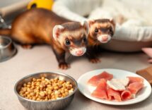 guida pratica allalimentazione e alla convivenza del furetto domestico 1771346801