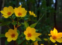 protezione del gatto tecnologie pratiche e limiti legali per i proprietari 1774578220