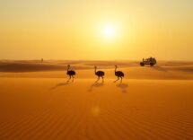 Il figlio del deserto: tra mito, struzzi e riprese dal vivo